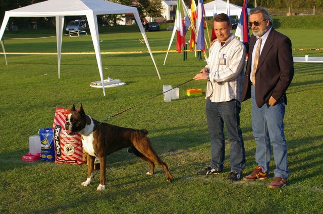 www.boxer-show.eu